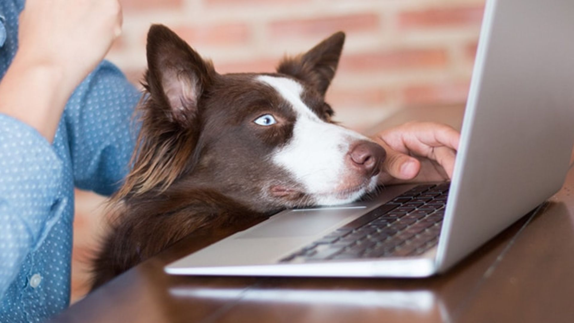 How to write a pet blogs in 2024?